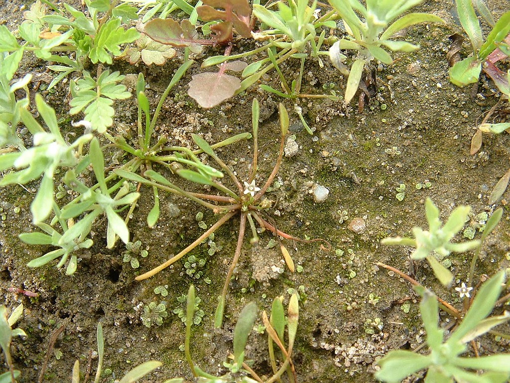Slijkgroen [058].jpg - Slijkgroen  [Limosella aquatica]